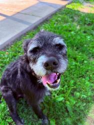 Shelter Stray Male Dog last seen WENTZVILLE, St. Peters, MO 63376