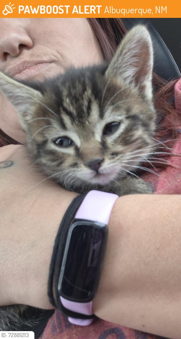Found/Stray Unknown Cat last seen I 40 & central , Albuquerque, NM 87121