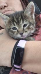 Found/Stray Unknown Cat last seen I 40 & central , Albuquerque, NM 87121