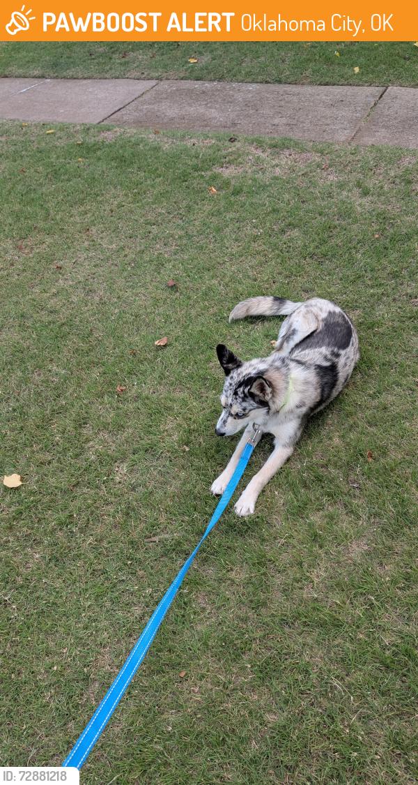 Found/Stray Female Dog last seen OnCue Near NW 63rd and Expwy , Oklahoma City, OK 73116