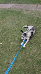 Found/Stray Female Dog last seen OnCue Near NW 63rd and Expwy , Oklahoma City, OK 73116