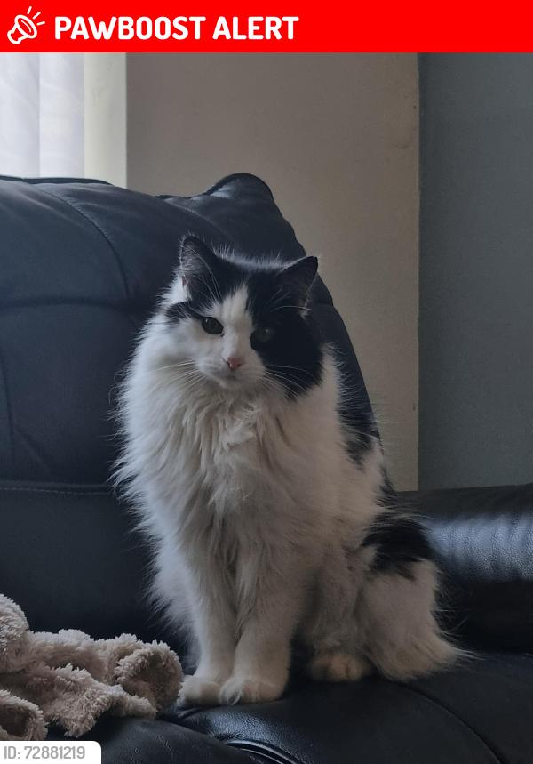 Lost Male Cat last seen Ws32eg 7 somerfield road , Bloxwich, England WS3 2EG