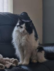 Lost Male Cat last seen Ws32eg 7 somerfield road , Bloxwich, England WS3 2EG