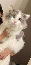 Reunited Male Cat last seen Near Lambert st, Indianapolis, IN 46241