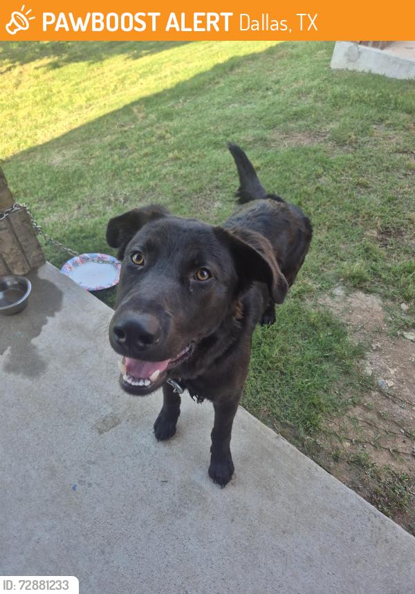 Found/Stray Male Dog last seen Clark rd and clarksprings Dr , Dallas, TX 75236