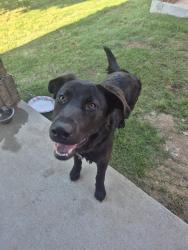 Found/Stray Male Dog last seen Clark rd and clarksprings Dr , Dallas, TX 75236