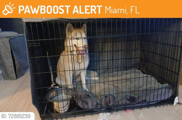 Found/Stray Male Dog last seen SW 128th St and SW 127th Ave, Miami, FL 33186