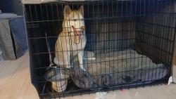 Found/Stray Male Dog last seen SW 128th St and SW 127th Ave, Miami, FL 33186
