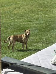 Found/Stray Male Dog last seen Pineview road, Maryville, TN 37803