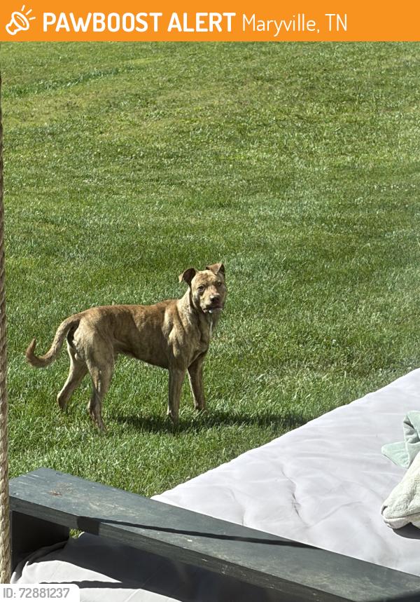 Found/Stray Male Dog last seen Pineview road, Maryville, TN 37803