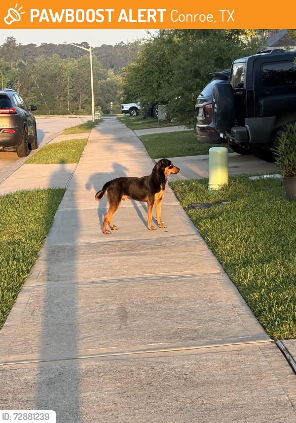 Found/Stray Male Dog last seen Madison bend , Conroe, TX 77304
