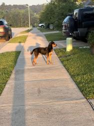 Found/Stray Male Dog last seen Madison bend , Conroe, TX 77304