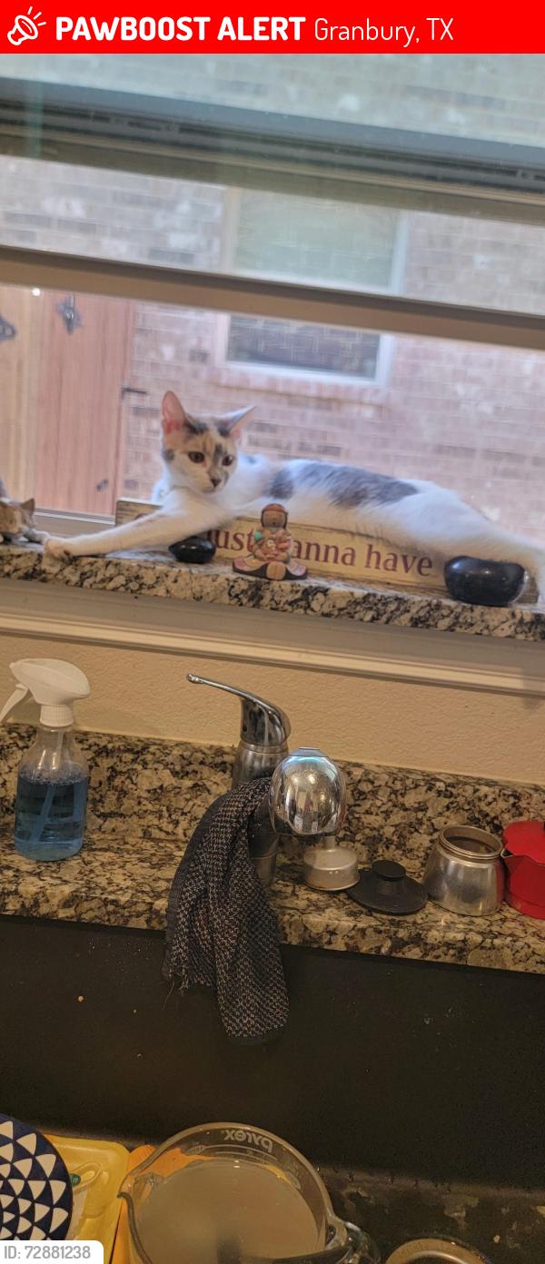 Lost Female Cat last seen Old Granbury and Temple Hall, Granbury, TX 76049