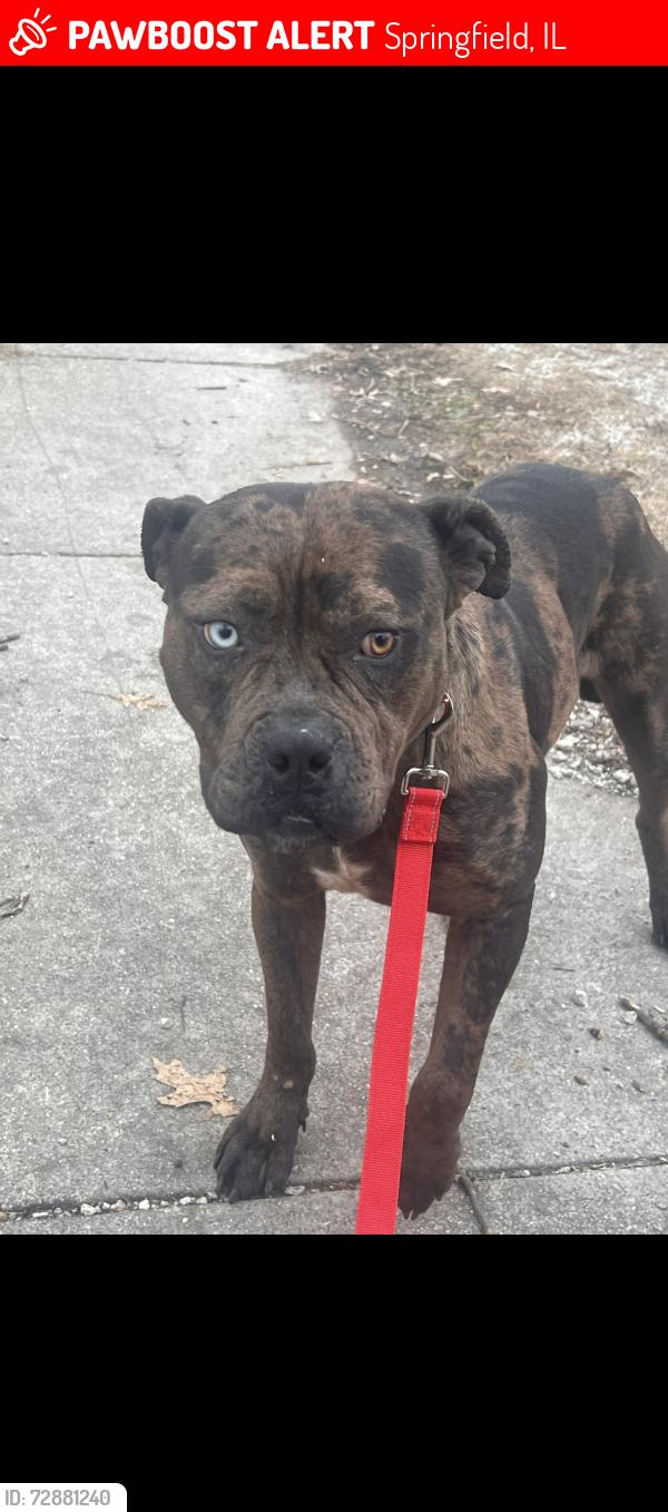 Lost Male Dog last seen Hyvee, Springfield, IL 62704