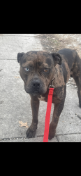 Lost Male Dog last seen Hyvee, Springfield, IL 62704