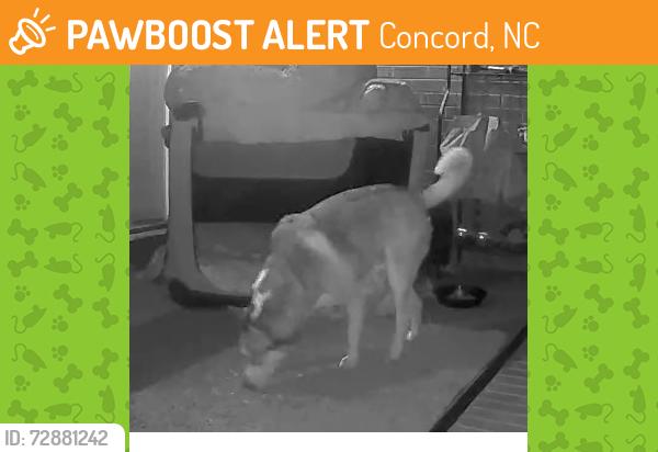 Found/Stray Male Dog last seen Davidson Hwy (73), Concord, NC 28027
