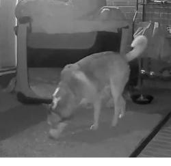 Found/Stray Male Dog last seen Davidson Hwy (73), Concord, NC 28027