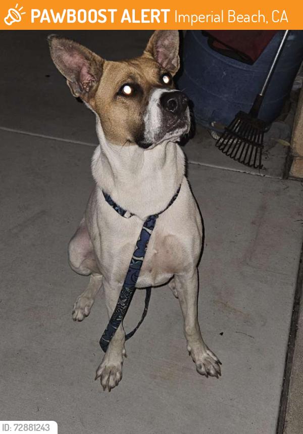Found/Stray Male Dog last seen 13th street and Coronado Ave , Imperial Beach, CA 92154