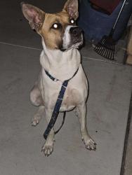 Found/Stray Male Dog last seen 13th street and Coronado Ave , Imperial Beach, CA 92154