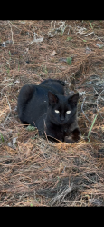 Reunited Female Cat last seen Mavis / Paisley , Mississauga, ON L5B 2L3