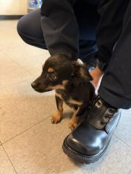 Found/Stray Male Dog last seen Park and California, Redlands, CA 92373