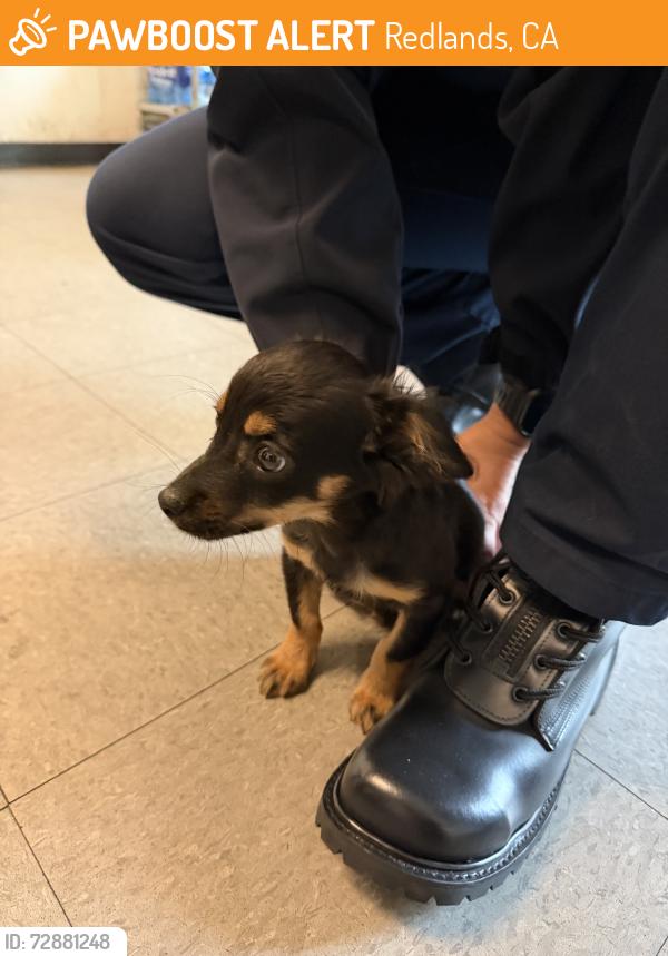 Found/Stray Male Dog last seen Park and California, Redlands, CA 92373