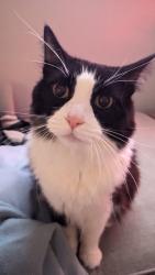 Lost Male Cat last seen Cicero, Oak Lawn, IL 60453