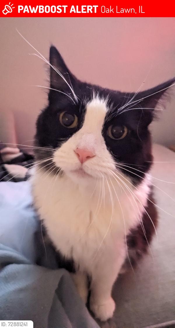 Lost Male Cat last seen Cicero, Oak Lawn, IL 60453