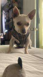Lost Male Dog last seen Columbine St and Pepper Dr, San Diego, CA 92105