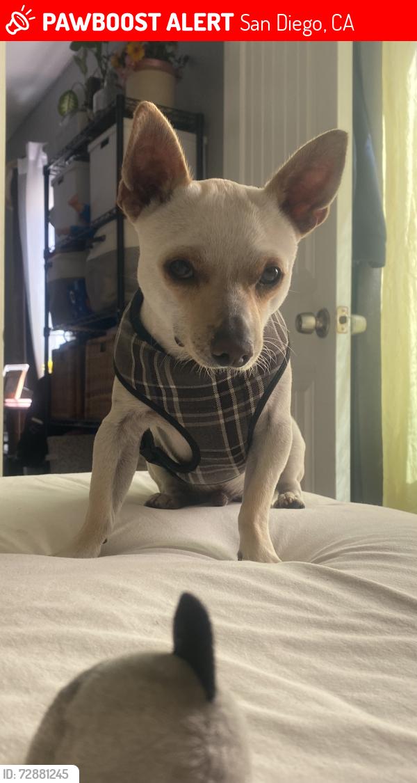 Lost Male Dog last seen Columbine St and Pepper Dr, San Diego, CA 92105