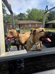 Lost Male Dog last seen Beach Dr. , Destin, FL 32541
