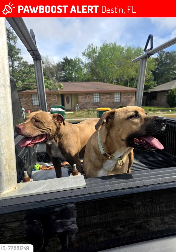Lost Male Dog last seen Beach Dr. , Destin, FL 32541