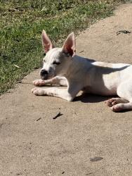 Found/Stray Male Dog last seen Sw 40th street & Belcross St, San Antonio, TX 78237