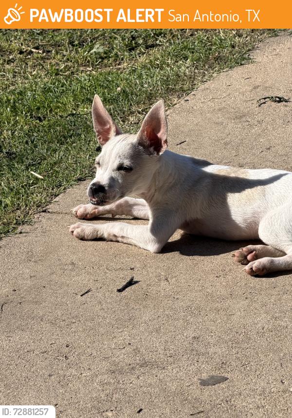 Found/Stray Male Dog last seen Sw 40th street & Belcross St, San Antonio, TX 78237