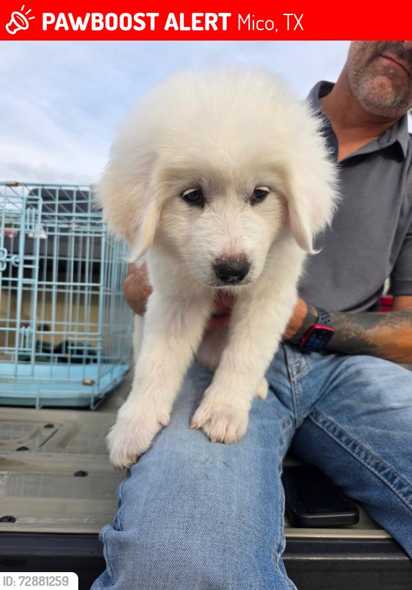 Lost Female Dog last seen Near County Road 271 Mico, TX  78056 United States, Mico, TX 78056