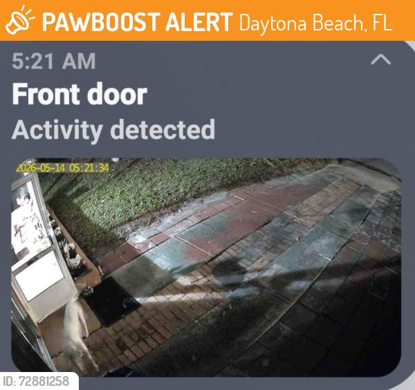 Found/Stray Unknown Dog last seen LPGA, Daytona Beach, FL 32117