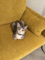 Lost Female Cat last seen Treyburn lakes community, Indianapolis, IN 46239