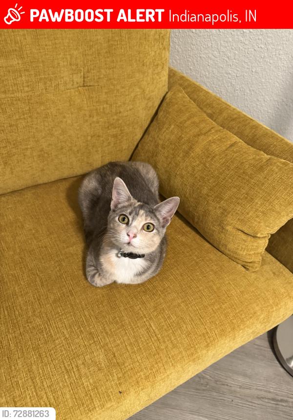 Lost Female Cat last seen Treyburn lakes community, Indianapolis, IN 46239