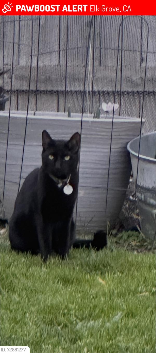 Lost Male Cat last seen Maritime dr., Elk Grove, CA 95758