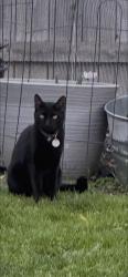 Lost Male Cat last seen Maritime dr., Elk Grove, CA 95758