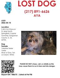 Lost Male Dog last seen 4th and laurel, Springfield, IL 62703