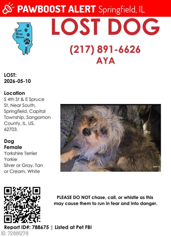 Lost Male Dog last seen 4th and laurel, Springfield, IL 62703