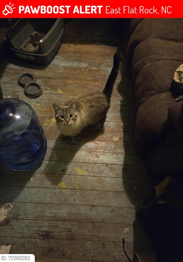 Lost Female Cat last seen North mapleton drive , East Flat Rock, NC 28726