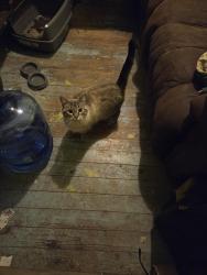 Lost Female Cat last seen North mapleton drive , East Flat Rock, NC 28726