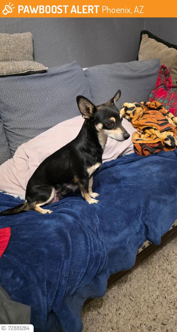 Found/Stray Female Dog last seen Broadway , Phoenix, AZ 85016