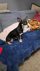 Found/Stray Female Dog last seen Broadway , Phoenix, AZ 85016