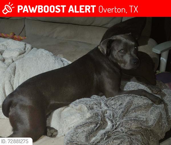 Lost Male Dog last seen Outer Kilgore Texas area going towards Henderson off 259, Overton, TX 75684