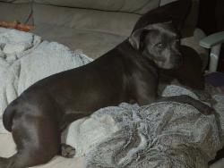 Lost Male Dog last seen Outer Kilgore Texas area going towards Henderson off 259, Overton, TX 75684