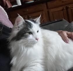 Lost Female Cat last seen Peoga Road , Trafalgar, IN 46181