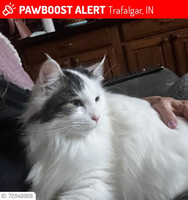 Lost Female Cat last seen Peoga Road , Trafalgar, IN 46181